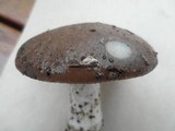 Amanita murinoflammeum image