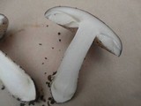 Amanita murinoflammeum image