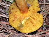 Phylloporus arenicola image
