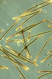 Trichoglossum hirsutum image