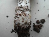 Amanita murinoflammeum image