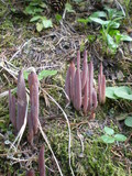 Alloclavaria purpurea image