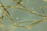 Trichoglossum hirsutum image