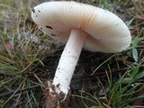 Amanita roseolamellata image