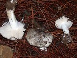 Tricholoma mutabile image