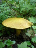 Suillus tomentosus image