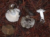 Tricholoma mutabile image