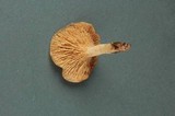 Lactarius argillaceifolius var. megacarpus image