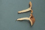 Lactarius argillaceifolius image