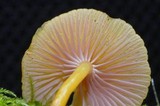 Chromosera cyanophylla image