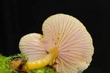 Chromosera cyanophylla image
