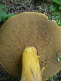 Suillus tomentosus image