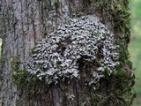 Placidium arboreum image