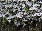 Placidium arboreum image