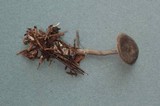 Rhodocybe aureicystidiata image