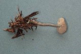 Rhodocybe aureicystidiata image