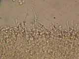 Rhodocybe aureicystidiata image