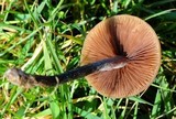 Panaeolus acuminatus image