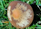 Panaeolus acuminatus image