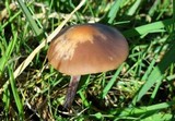 Panaeolus acuminatus image