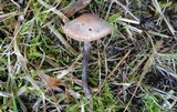 Panaeolus acuminatus image