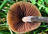 Panaeolus acuminatus image