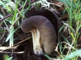 Helvella queletii image