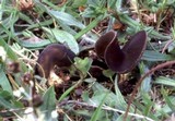 Helvella queletii image