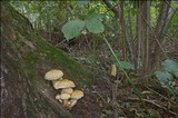 Pholiota squarrosa image