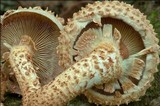 Pholiota squarrosa image