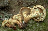 Pholiota squarrosa image