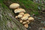 Pholiota squarrosa image
