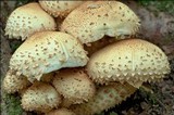 Pholiota squarrosa image