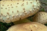 Pholiota squarrosa image