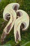 Pholiota squarrosa image