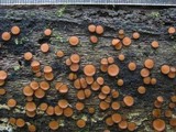Scutellinia crinita image