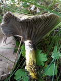 Gomphidius glutinosus image