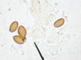 Psilocybe subaeruginascens image