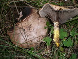 Gomphidius glutinosus image