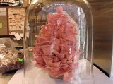 Pleurotus djamor image