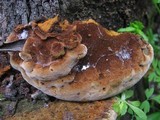 Inonotus cuticularis image