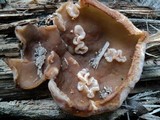 Peziza repanda image