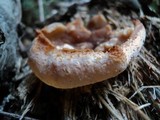 Peziza repanda image