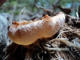 Peziza repanda image