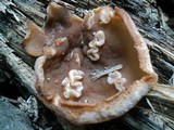Peziza repanda image