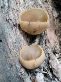 Peziza vesiculosa image