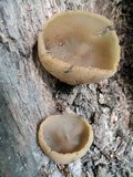 Peziza vesiculosa image