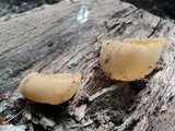 Peziza vesiculosa image