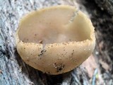 Peziza vesiculosa image