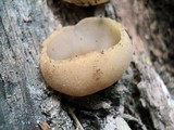 Peziza vesiculosa image